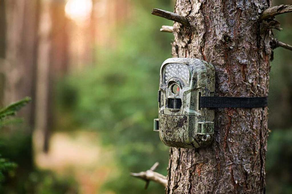 Una fototrappola nascosta e mimetizzata nel bosco, posizionata sul tronco di un albero