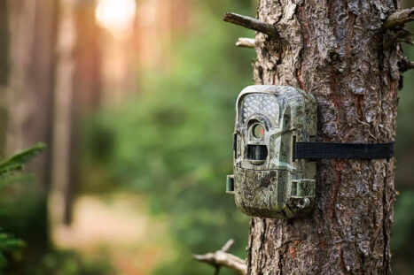 Una fototrappola posizionata nel bosco nel rispetto della privacy